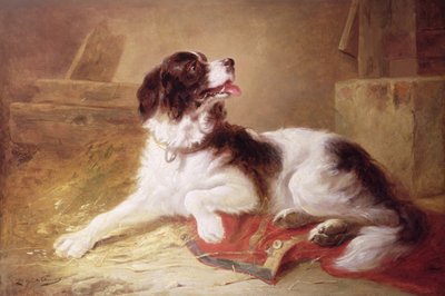 Porträt eines Spaniels von Zacharias Noterman